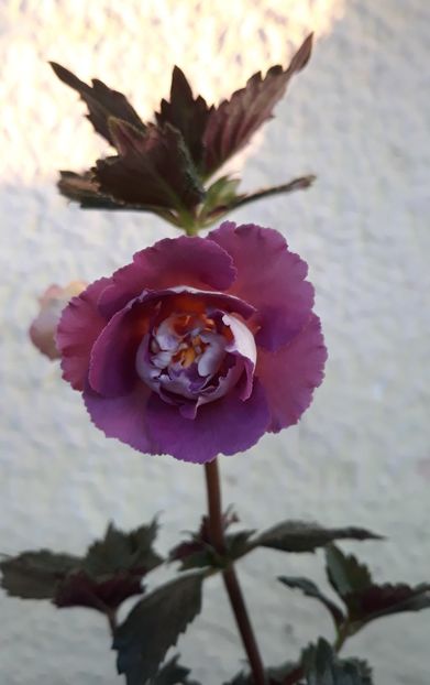  - 0001 2022 - BriD s Adie