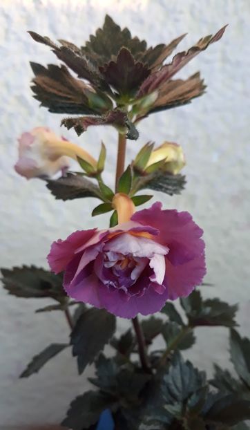  - 0001 2022 - BriD s Adie