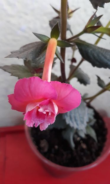  - 0001 2022 - BriD s Susanne