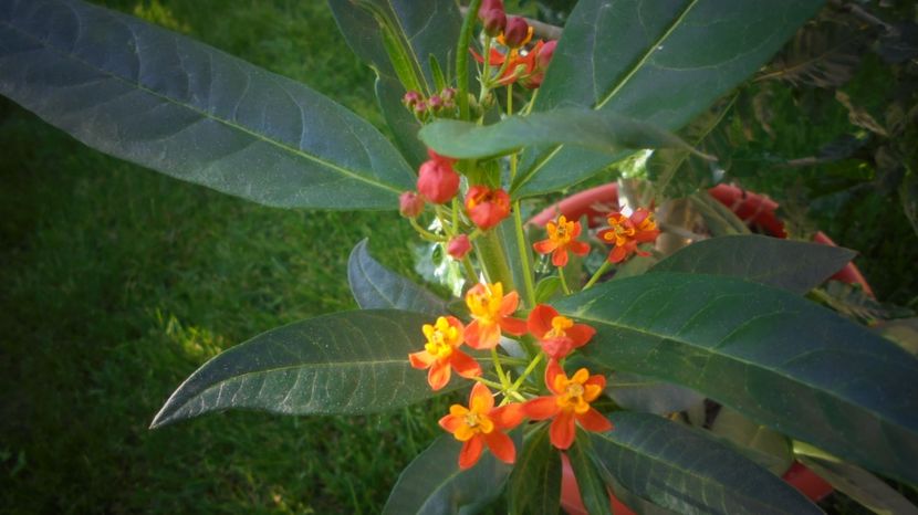 Asclepias curassavica - 2022