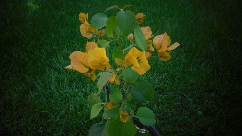 Bougainvillea - 2022