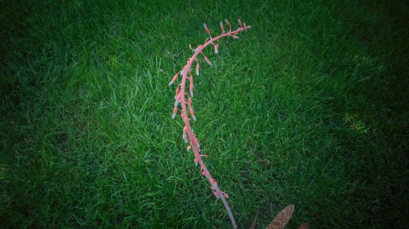 Gasteria - 2022