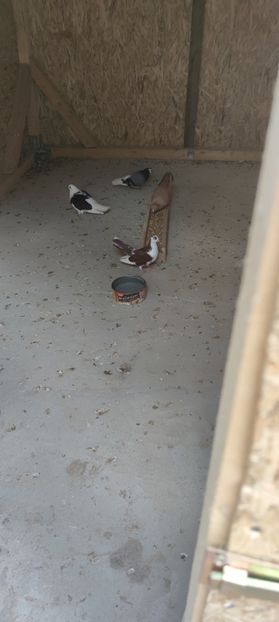  - Caută alta volieră