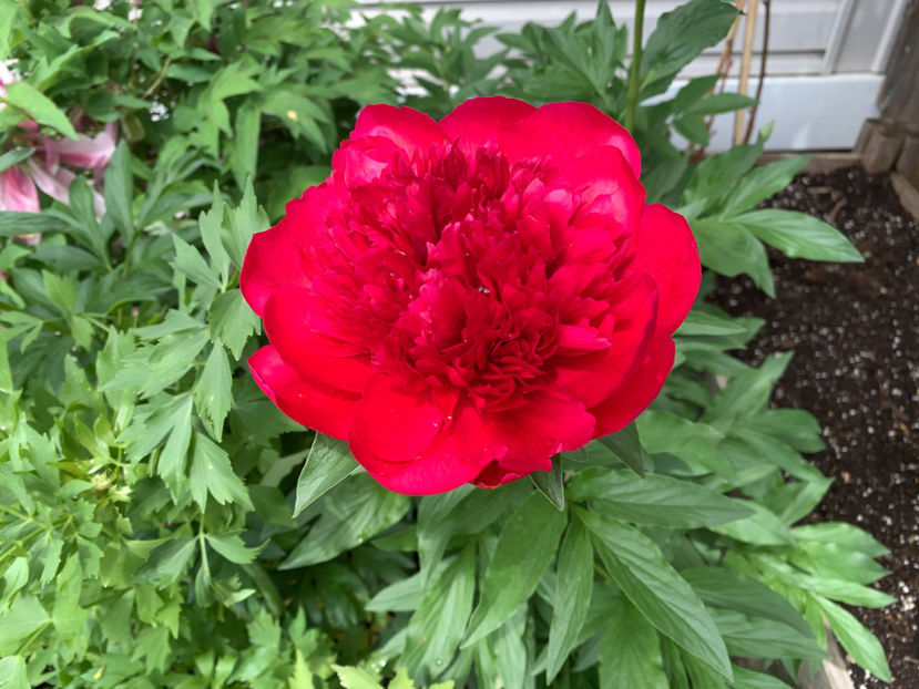  - Jurnalul gradinii 2022