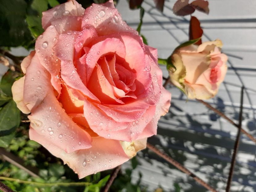  - Gradina mea în luna Iunie 2022