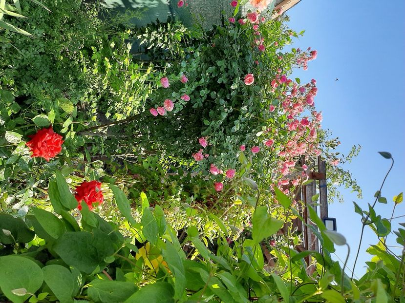  - Gradina mea în luna Iunie 2022