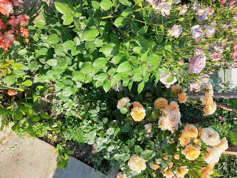  - Gradina mea în luna Iunie 2022