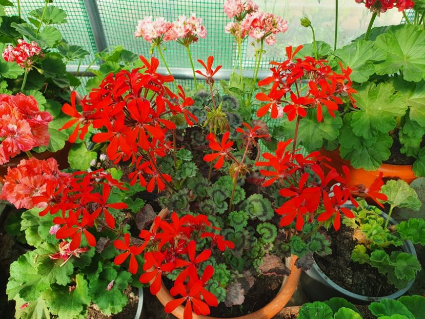 Friesdorf - A-Muscate 2022