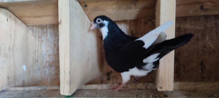  - Porumbei care mi-au aparținut 2