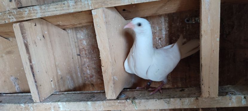  - Porumbei care mi-au aparținut 2