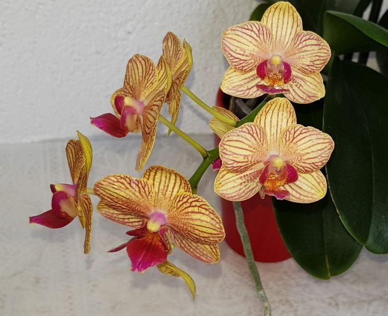  - Phalaenopsis 2