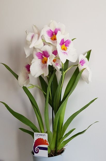  - Miltoniopsis