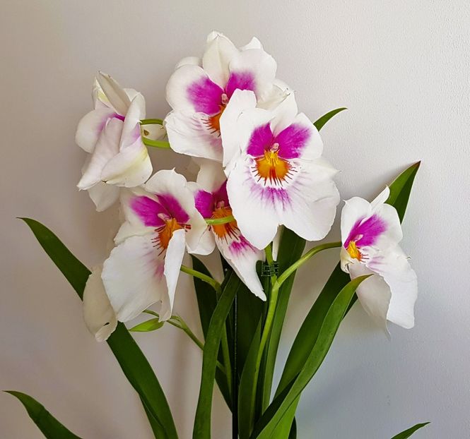  - Miltoniopsis