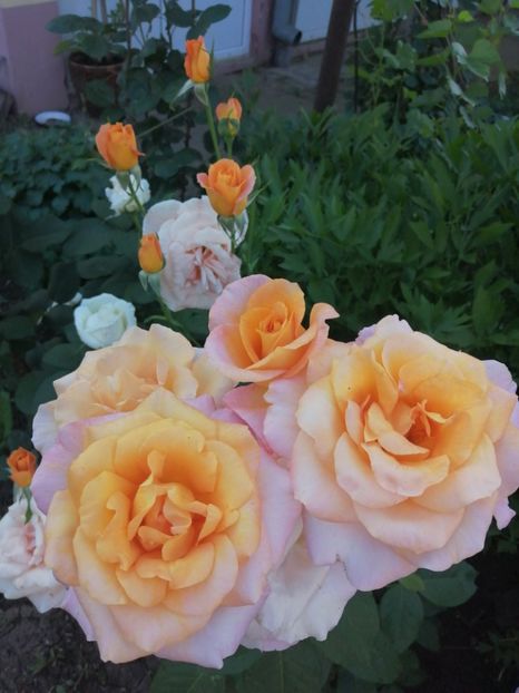  - Trandafiri 2020_2022 2023