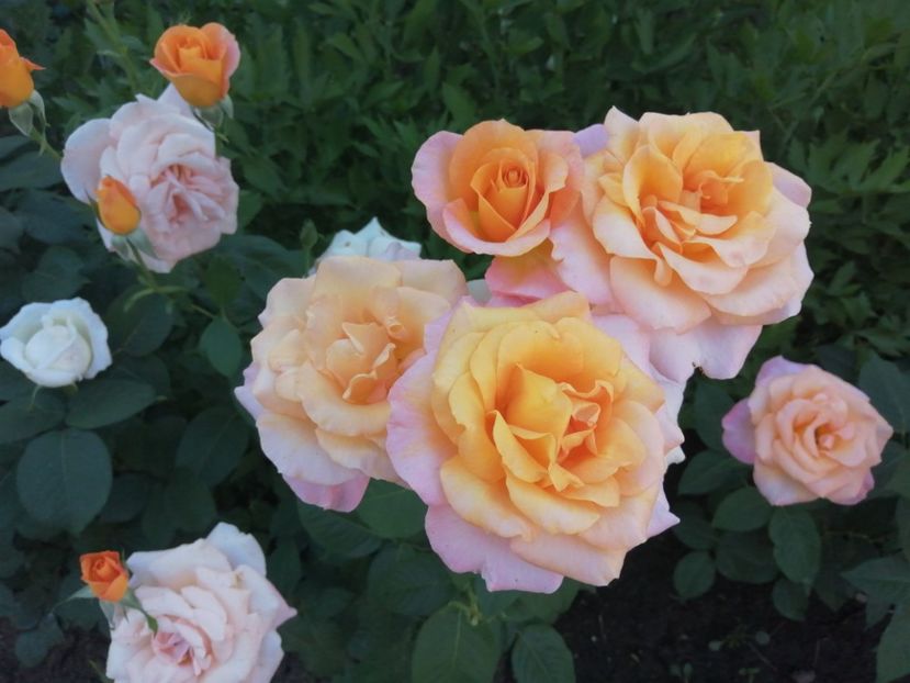  - Trandafiri 2020_2022 2023