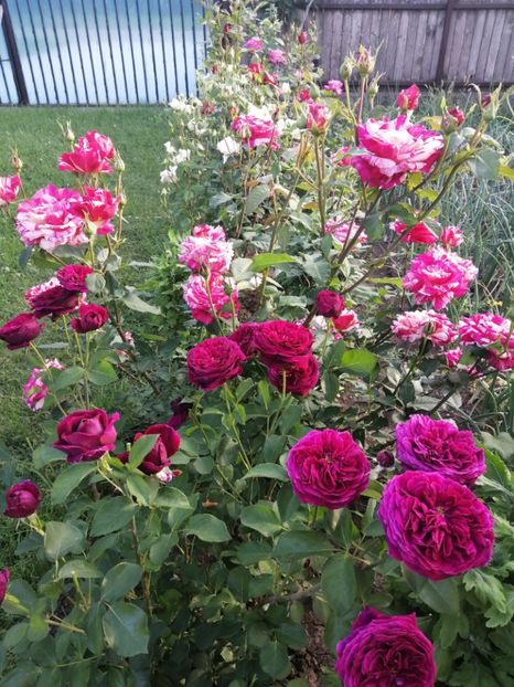  - Trandafiri 2020_2022 2023