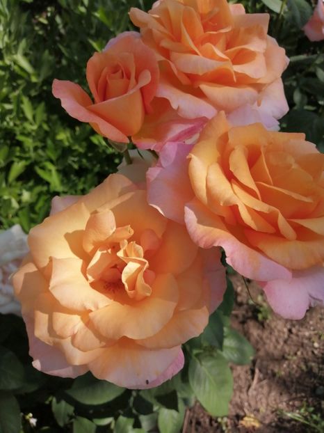  - Trandafiri 2020_2022 2023