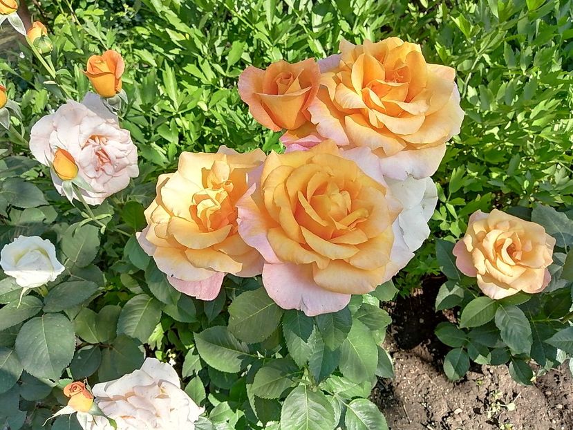  - Trandafiri 2020_2022 2023