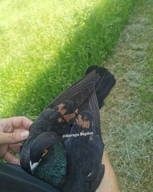  - Nu îmi aparțin 4