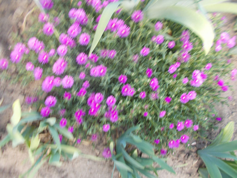  - Flori de gradina-2016-2017-2018-2019-2022