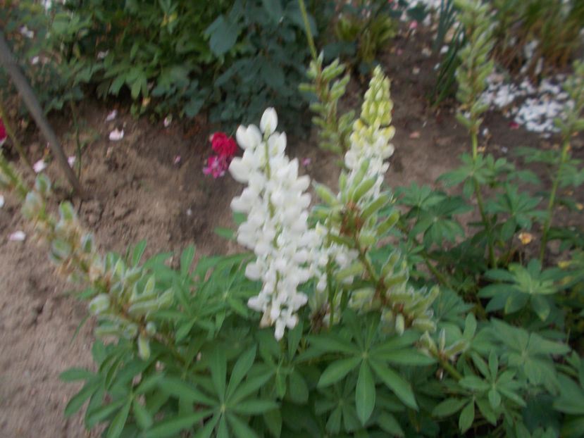  - Flori de gradina-2016-2017-2018-2019-2022