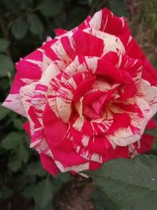  - Broceliande parfumat