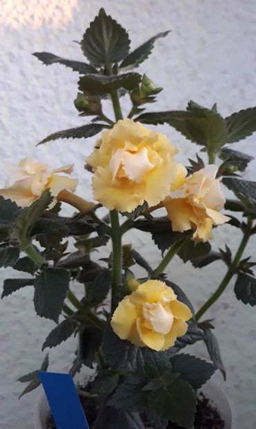  - 0001 2022 - BriD s LIMONELLA