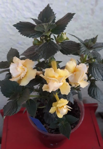  - 0001 2022 - BriD s LIMONELLA