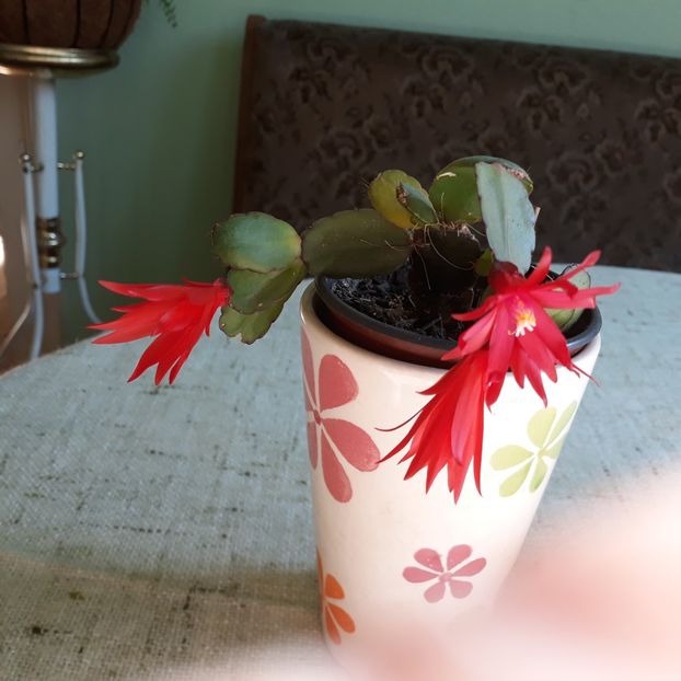 Iunie 2022 - RHIPSALIDOPSIS -Hatiora -Schlumbergera