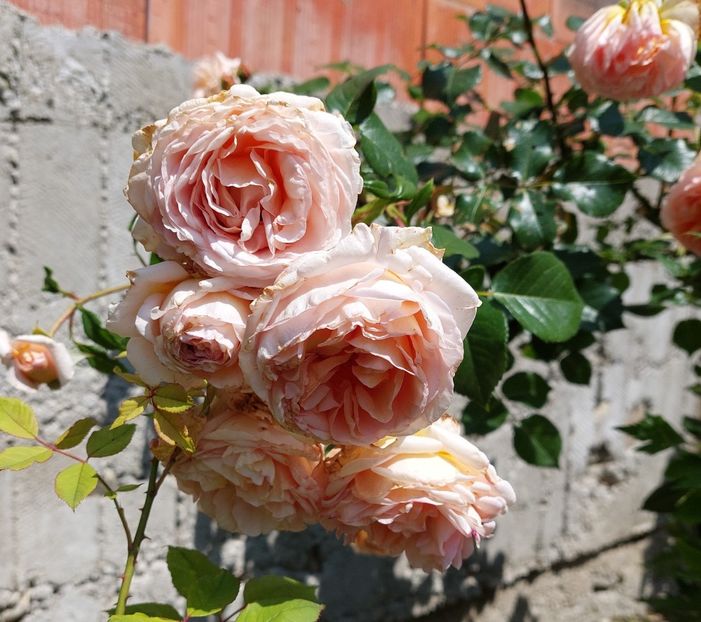  - Trandafiri 2020-2023