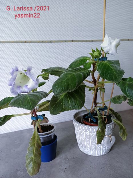 3.06.2022 - Gloxinia Larissa