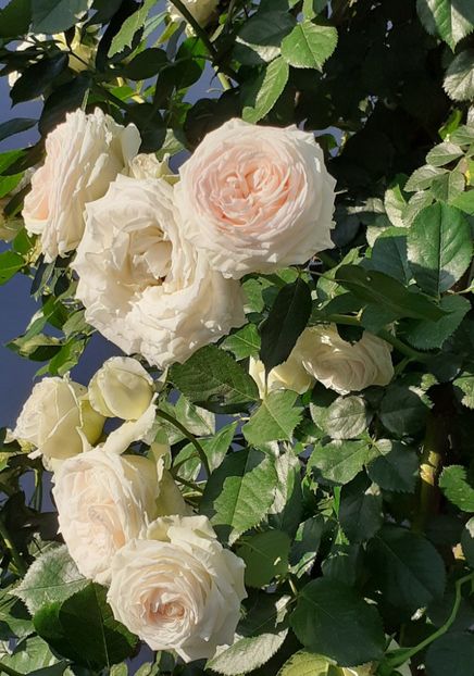  - Palais Royale 2022 - 2023-2024