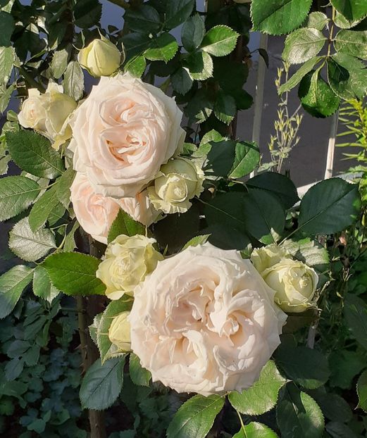  - Palais Royale 2022 - 2023-2024