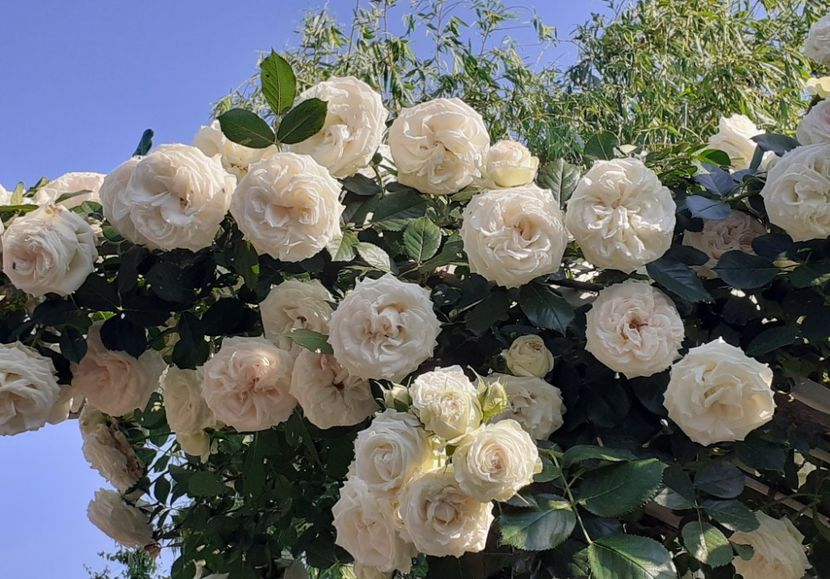  - Palais Royale 2022 - 2023-2024