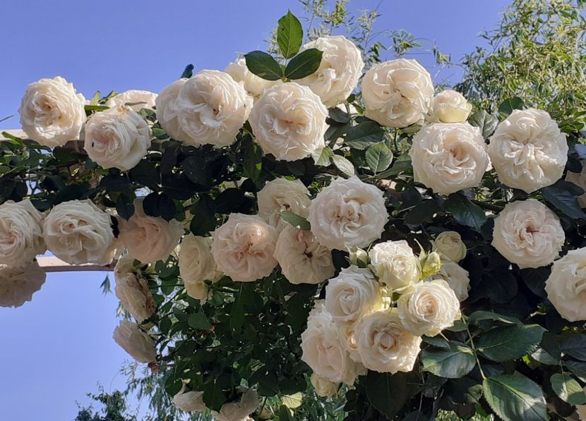  - Palais Royale 2022 - 2023-2024