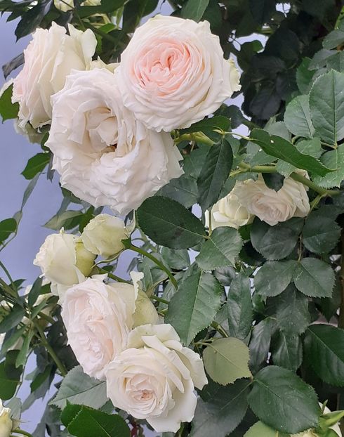  - Palais Royale 2022 - 2023-2024