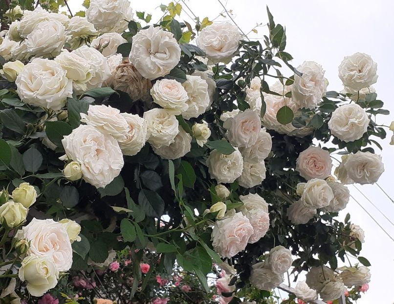  - Palais Royale 2022 - 2023-2024