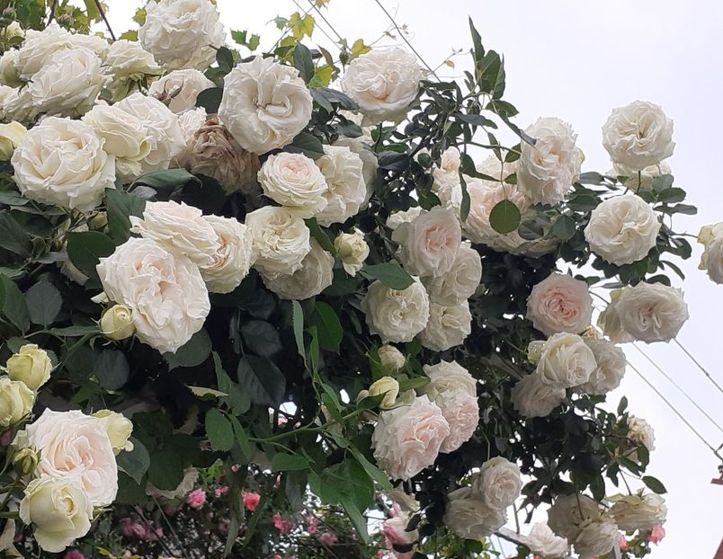  - Palais Royale 2022 - 2023-2024