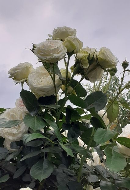  - Palais Royale 2022 - 2023-2024