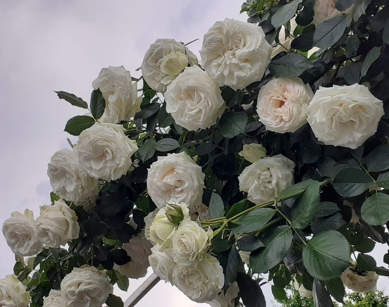  - Palais Royale 2022 - 2023-2024