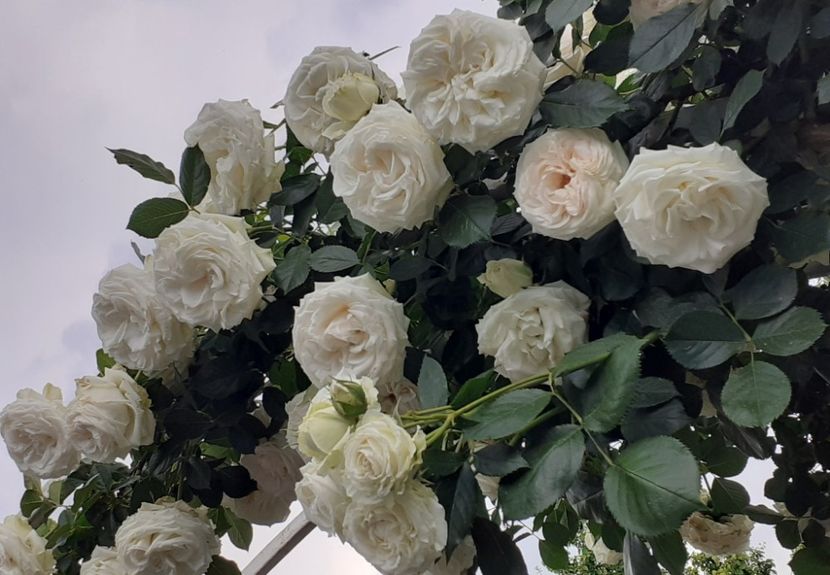  - Palais Royale 2022 - 2023-2024