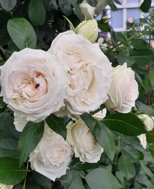  - Palais Royale 2022 - 2023-2024