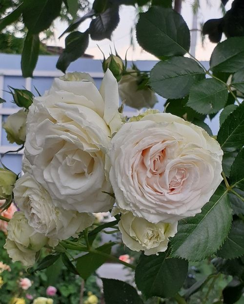  - Palais Royale 2022 - 2023-2024