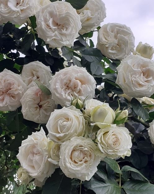  - Palais Royale 2022 - 2023-2024