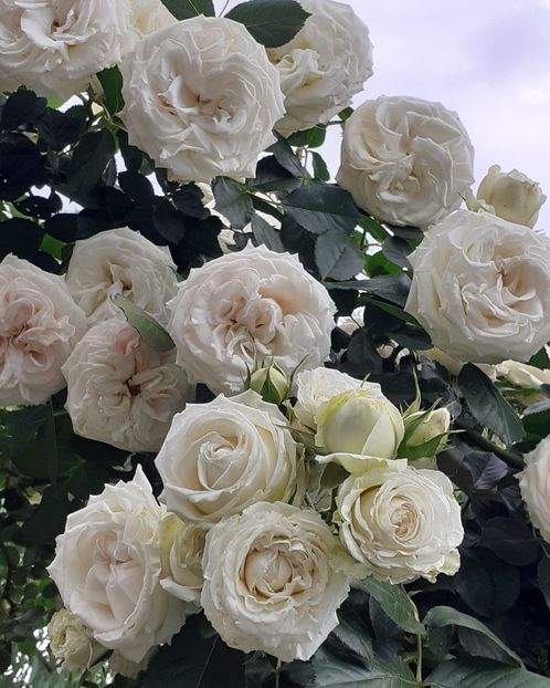  - Palais Royale 2022 - 2023-2024