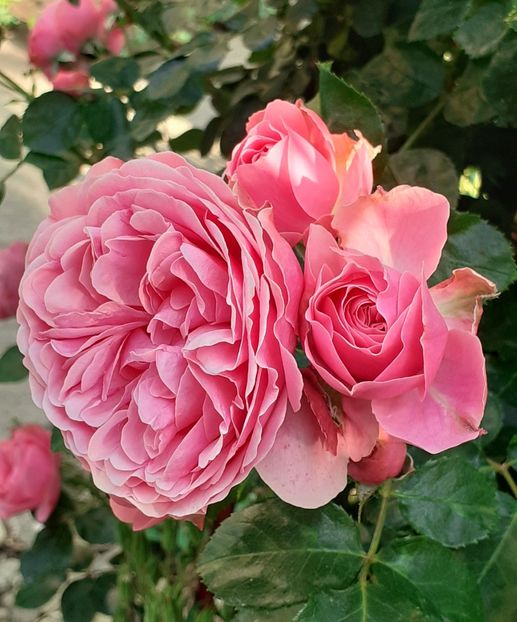  - Pink Leonardo 2021 - 2022 - 2023