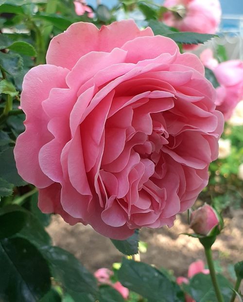  - Pink Leonardo 2021 - 2022 - 2023