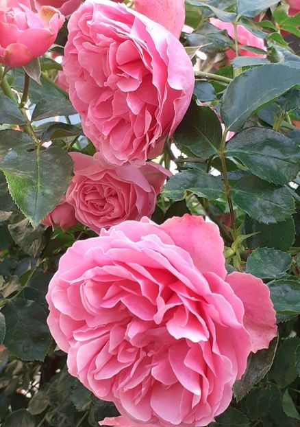  - Pink Leonardo 2021 - 2022 - 2023