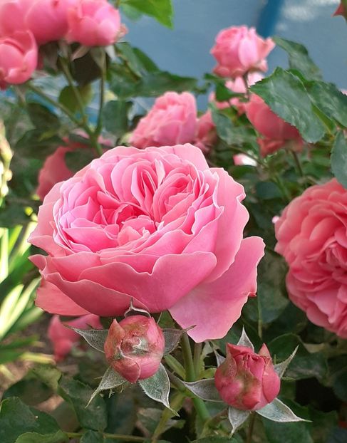 20220602_071634(0) - Pink Leonardo 2021 - 2022 - 2023