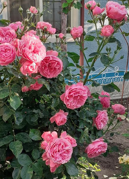  - Pink Leonardo 2021 - 2022 - 2023